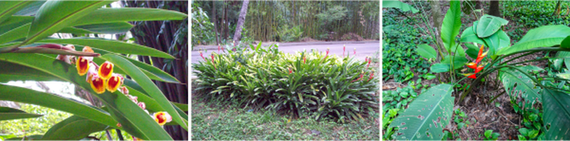 Alpinia zerumbet, Aechmea bromeliifolia e Heliconia bihai