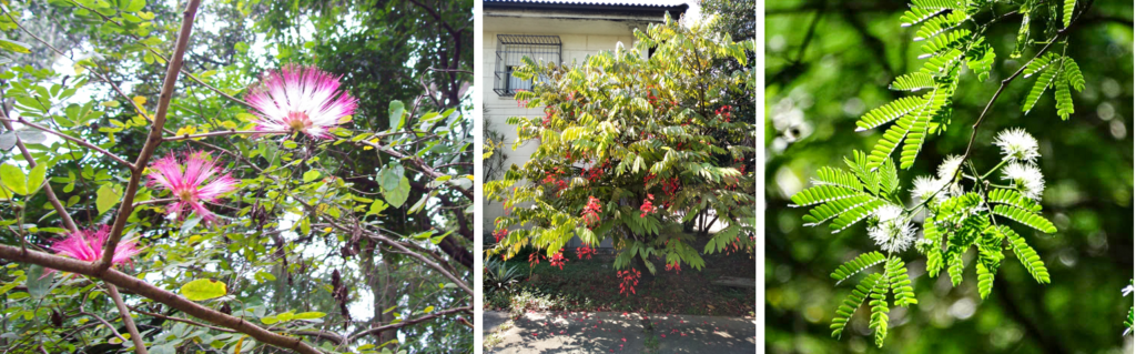 Calliandra emarginata, Amherstia nobilis e Chloroleucon tenuifolium