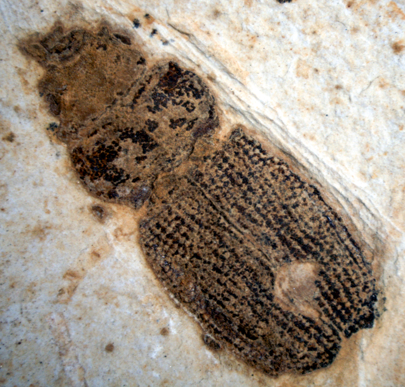 Passalidae Fossil da Coleção do Museu Nacional/UFRJ