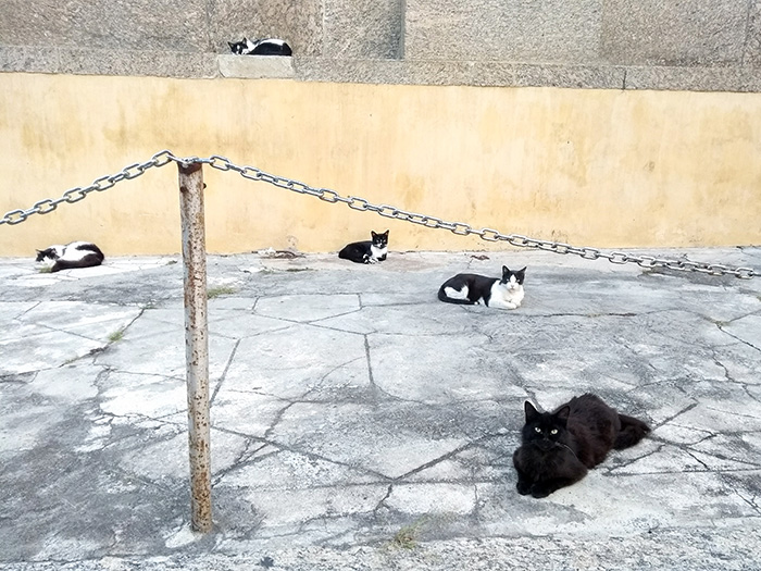 Os sempre encantadores gatinhos do Museu