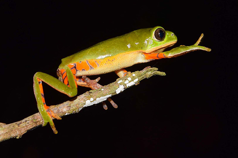 A espécie 'Pithecopus nordestinus' em Ilhéus, Bahia