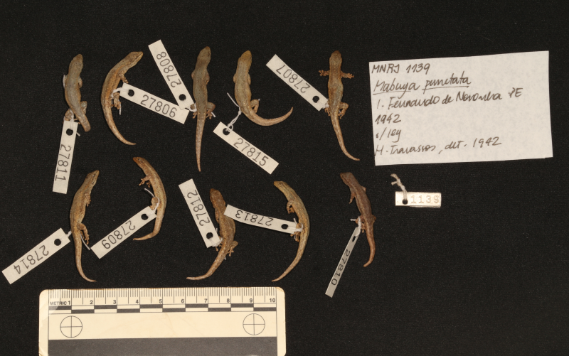 Registros da coleção histórica de herpetologia do Museu Nacional/UFRJ. Créditos: Diogo Vasconcellos (MN/UFRJ)