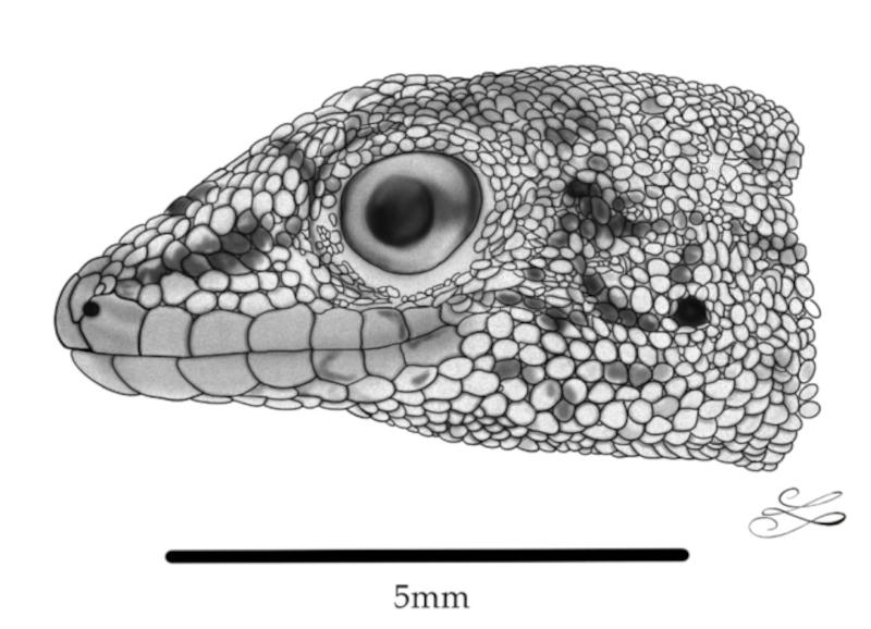 Perfil do pequeno lagarto 'Lygodactylus neglectus'