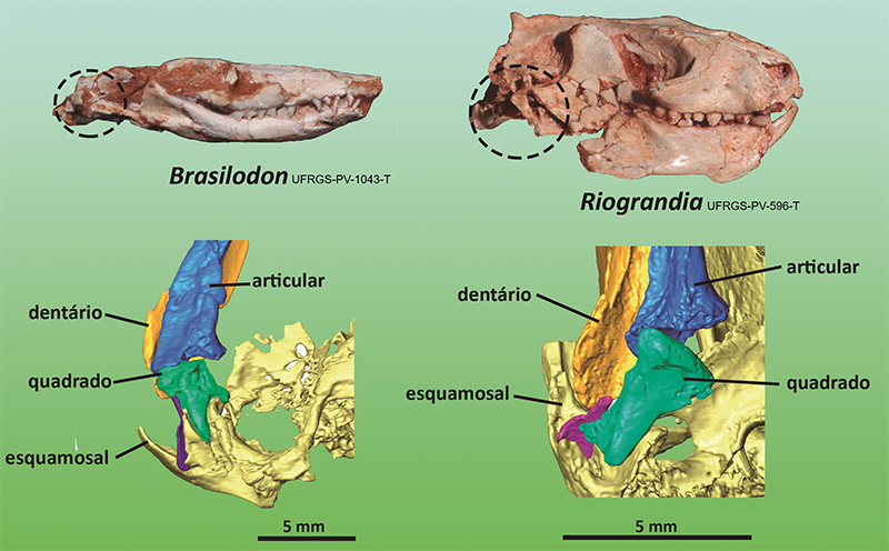 Crânios de Brasilodon e Riograndia, em vista lateral, com detalhe das imagens obtidas por tomografia computadorizada da região da articulação crânio-mandibular. Fotos dos crânios: Luiz Flávio Lopes.