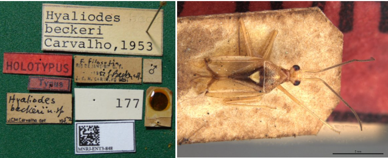 Hyaliodes beckeri Carvalho,1953, com os rótulos do tipo