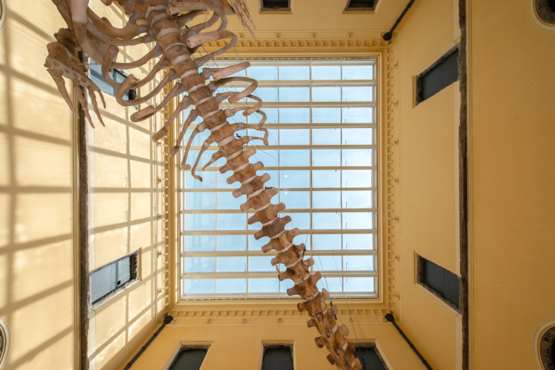 A visão que o público terá quando passar pela escadaria monumental. Foto: Felipe Cohen (PMNV)